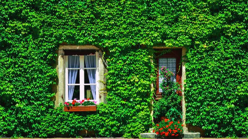 types of ivy