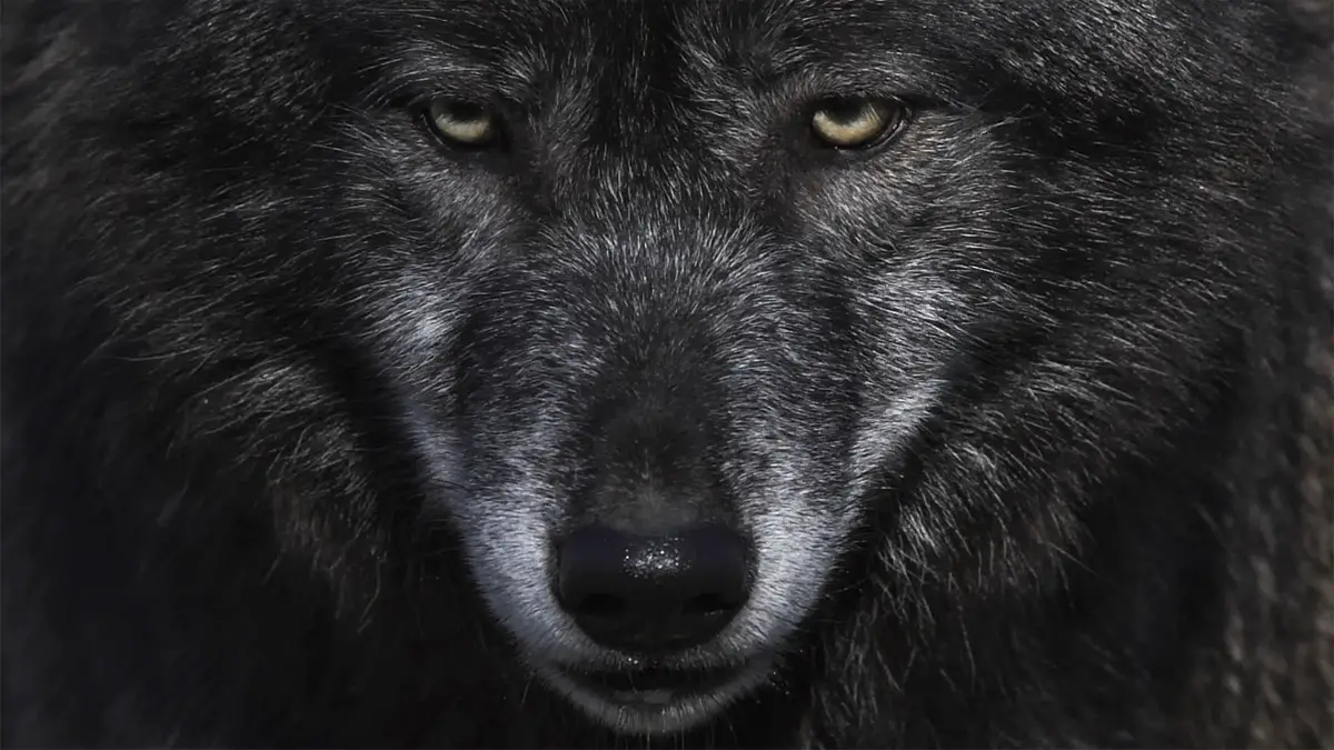 types of werewolves